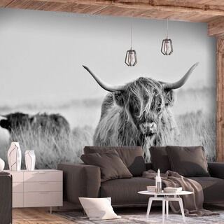 Fototapet - Highland Cattle