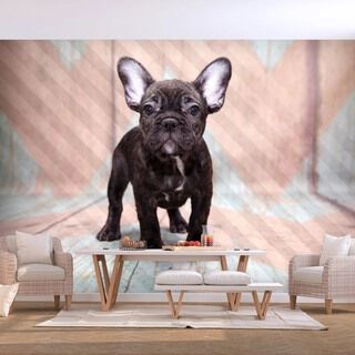 Fototapet - French Bulldog