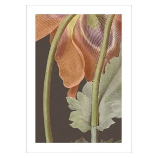 Poster - Vintage vallmo blomma