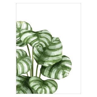 Poster med Kalatea -växten med vackra gröna blad