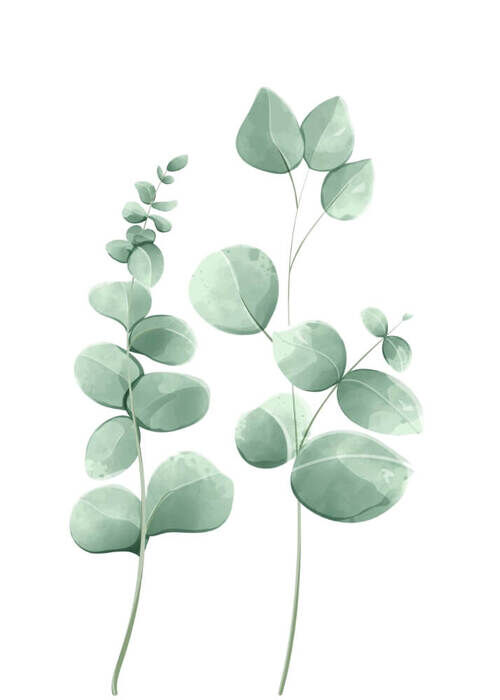 Poster - Eucalyptus leaves 1