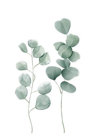 Poster - Eucalyptus leaves 2