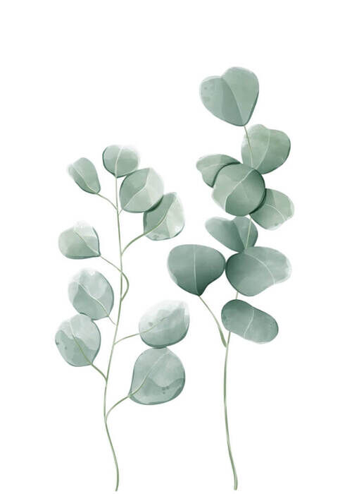 Poster - Eucalyptus leaves 2