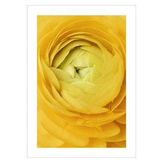 Poster - Yellow rose