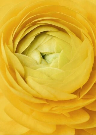 Poster - Yellow rose