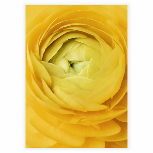 Poster med en närbild av en gul ros