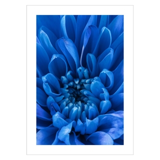 Poster - Blue Petals