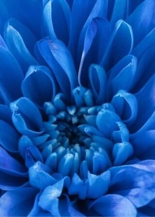 Poster - Blue Petals