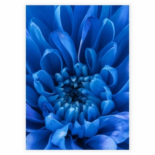 Poster med en närbild av ett blått kronblad