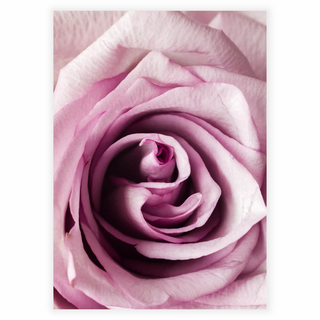 Poster - Närbild på rosa ros