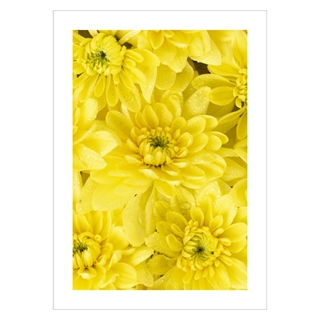 Poster med närbild av vackra gula blommor