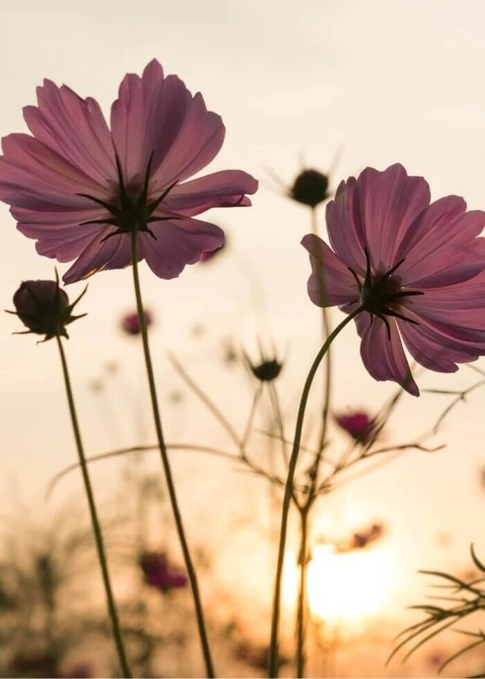 Poster med siluettrosa blomma