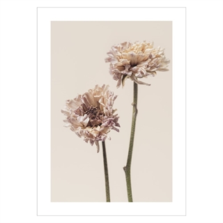 Poster - Chrysanthemum flower