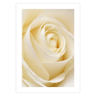 Poster - White rose