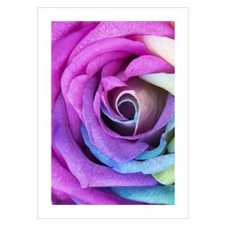 Poster - Rainbow rose