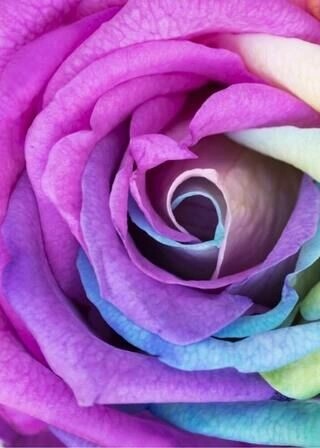 Poster - Rainbow rose