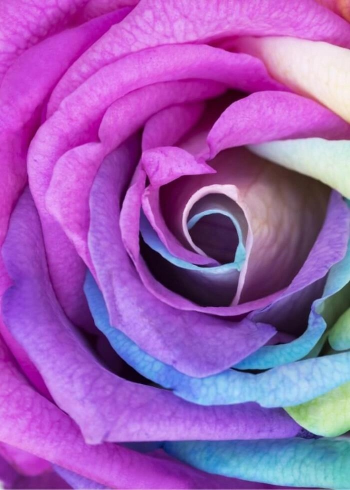 Poster med Rainbow rose