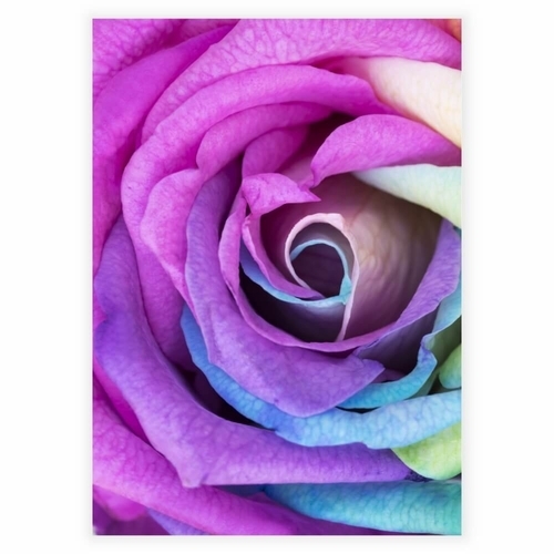 Poster med Rainbow rose