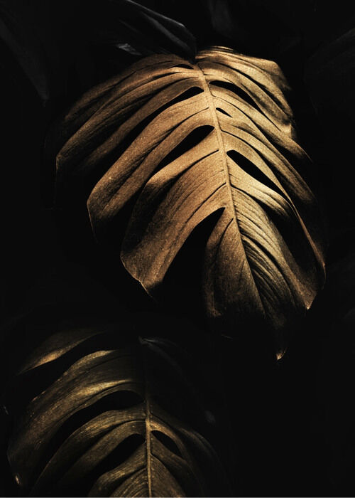 Poster - Golden Monstera blad