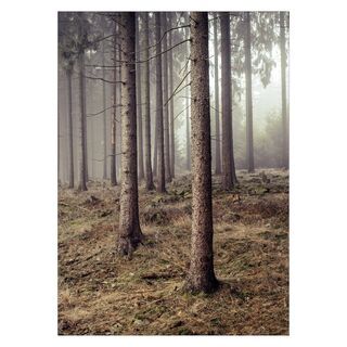 Poster med skog 6