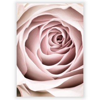 Affisch med rosa ros 3