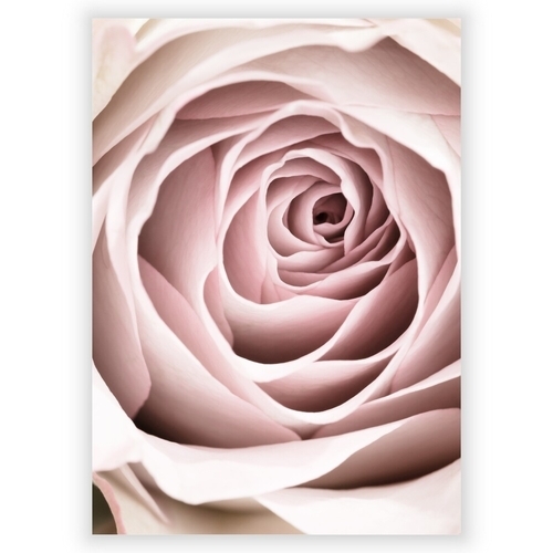 Poster med rosa ros 3