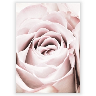 Affisch med rosa ros 4