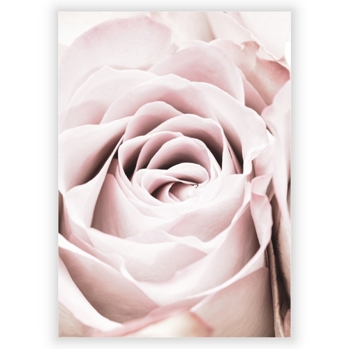 Poster med rosa ros 4