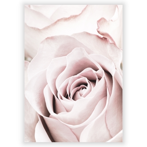 Poster med rosa ros 5