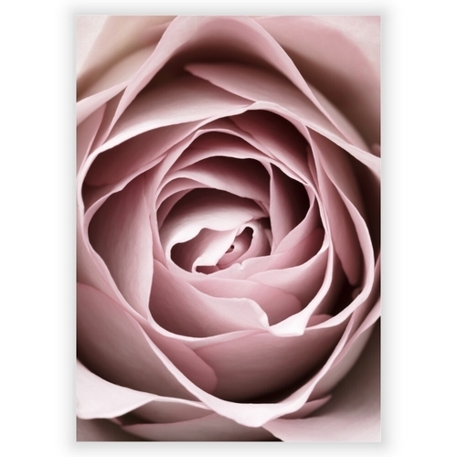 Poster med rosa ros 6