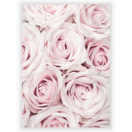 Poster med rosa rosor 1