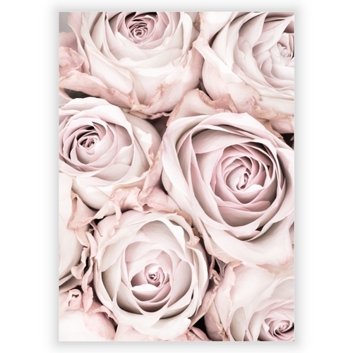 Poster med rosa rosor 3