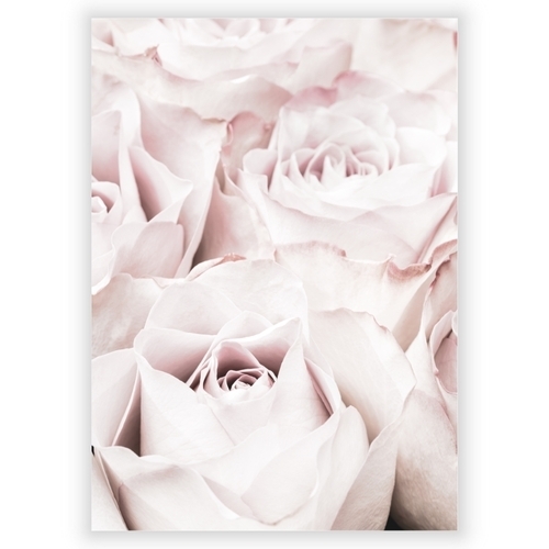 Poster med rosa rosor 4