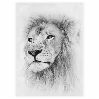 Poster - Wild lion