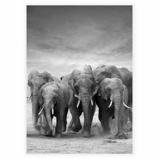 Poster - Elefanter i flock