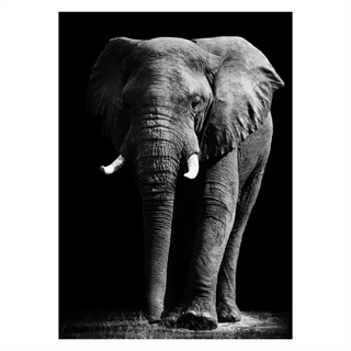 Poster med stor elefant i svart och vitt