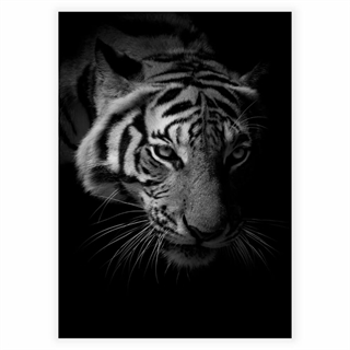 Poster med tiger i svart/vitt