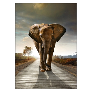 Poster med en elefant på vägen