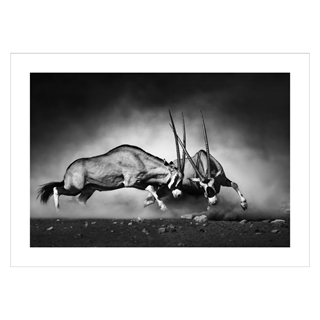 Poster med Oryx