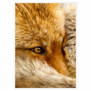 Poster med räv