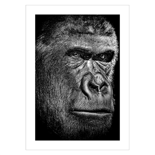 Poster med ett schimpansansikte