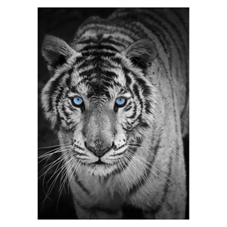 Poster - Tiger med blå ögon