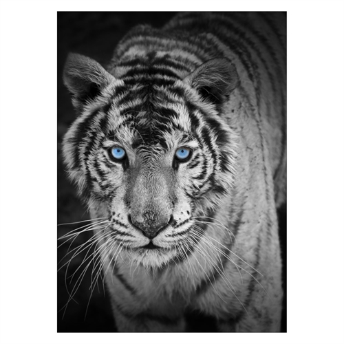 Poster med den coolaste tigern med blå ögon