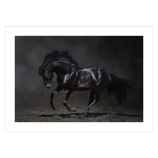 Poster med svart häst