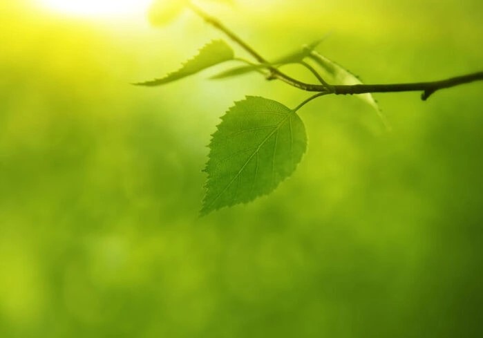 Poster av naturen i den vackraste gröna färgen