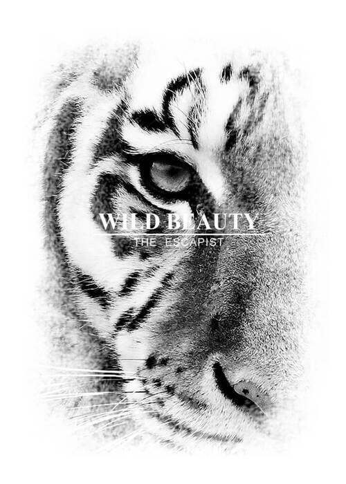 Poster - Wild Beauty 