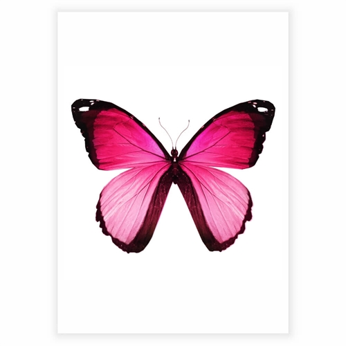 Poster - Fjäril rosa