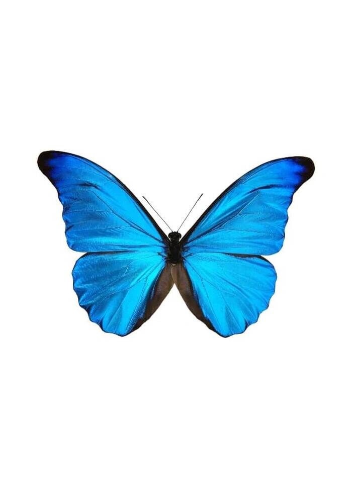 Poster - Fjäril sky blue