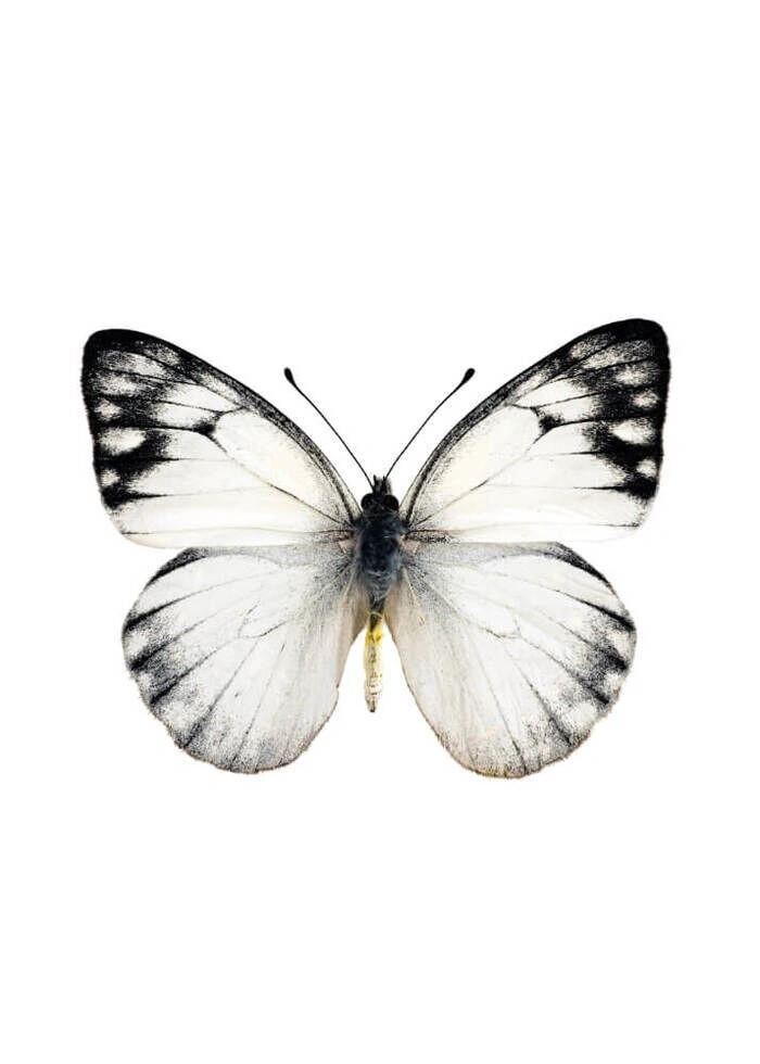 Poster - Fjäril svart,vit