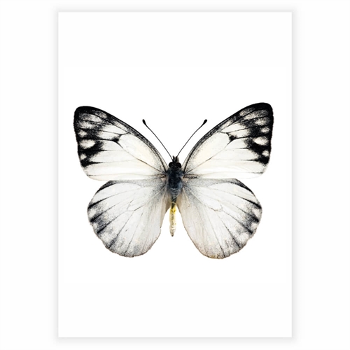 Poster - Fjäril svart,vit